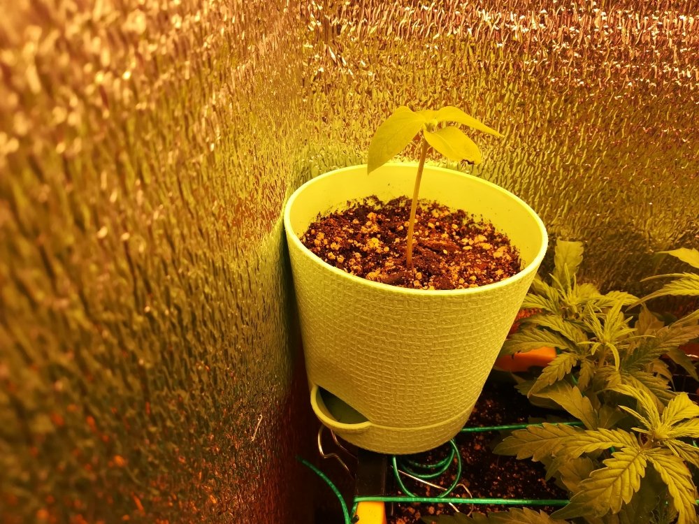 16.thumb.jpg.90629c917bfb862dbb03f1edaa6ff595.jpg