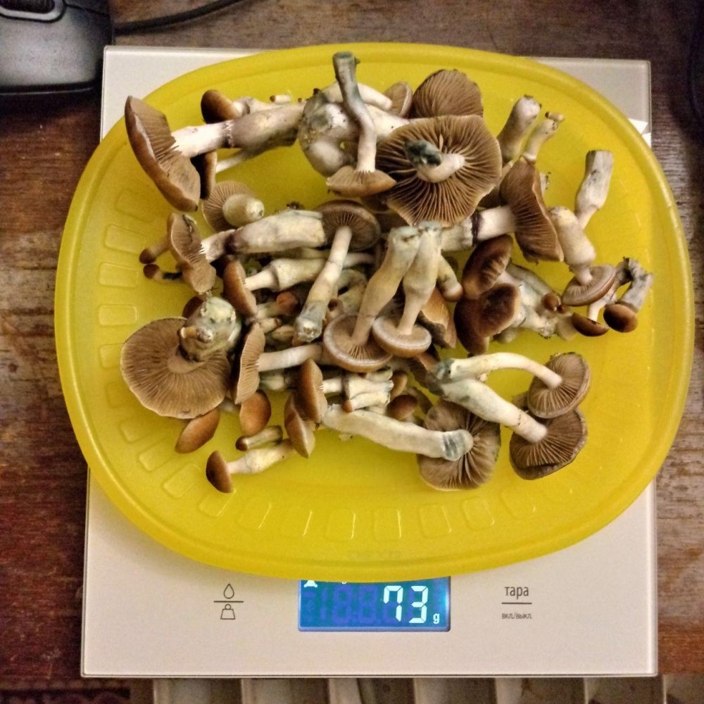 2.thumb.jpg.31e88e48a501c15a486921be319ea2f5.jpg
