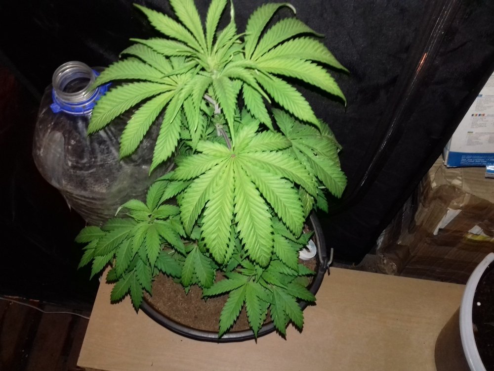 20180201_083213.thumb.jpg.fe68099bc6b896619f8ff4f4afcdbf4c.jpg