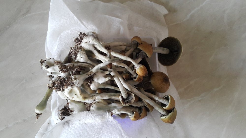 20180205_101728.thumb.jpg.70cf3c152519be51143dcdfbd2cbd309.jpg