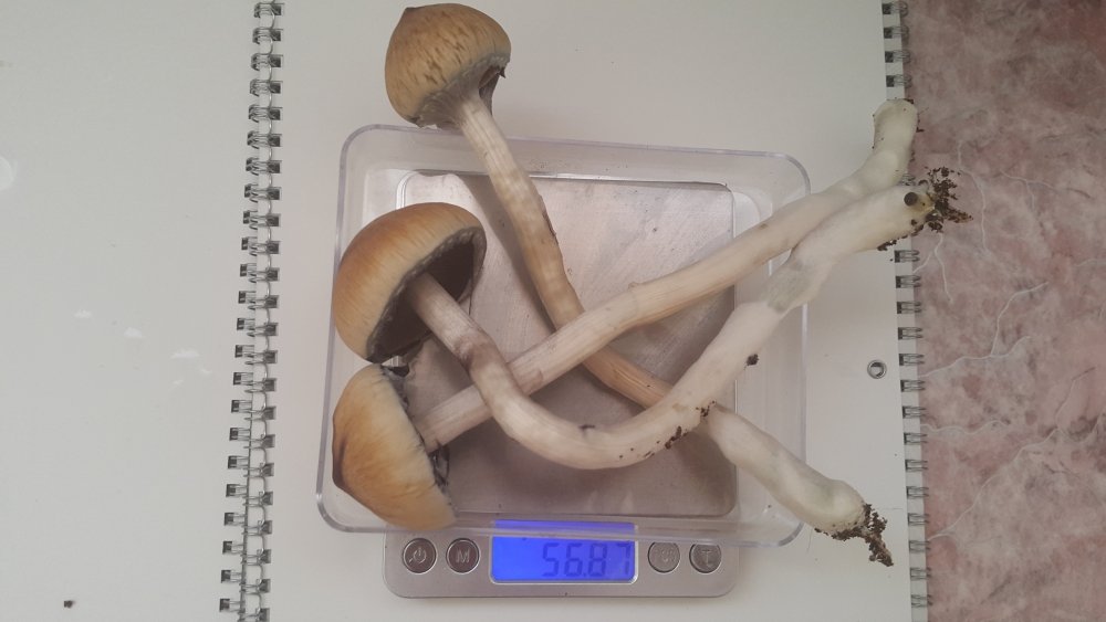 20180211_142619.thumb.jpg.bb02fa0a1be0ba1b91d2a7f63a3f3921.jpg