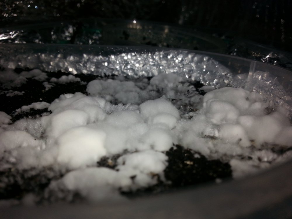 20180212_084131.thumb.jpg.cb117f567f9d3aa2b2c67f7e882b97d7.jpg