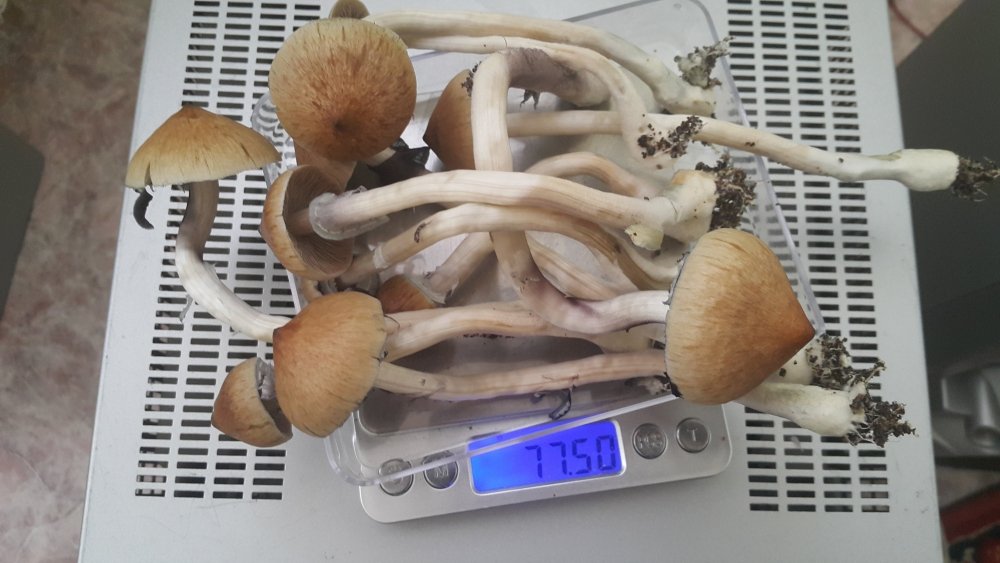 20180212_121104.thumb.jpg.ba762949090fbfe756650a699b8b4f51.jpg