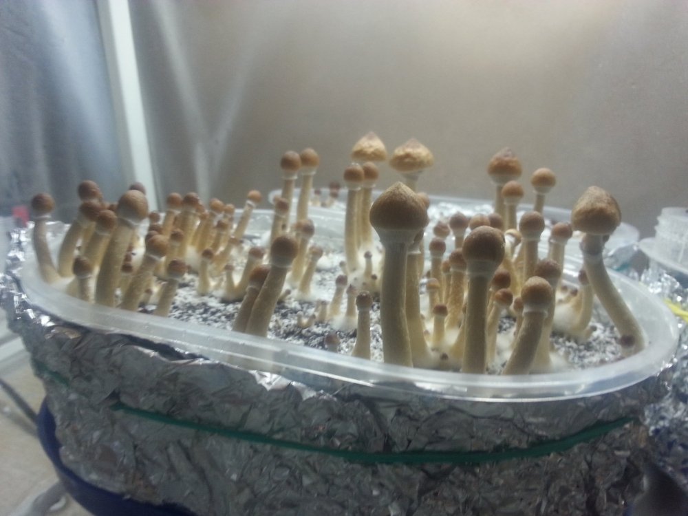20180219_220753.thumb.jpg.c2a3f7b34f7a4cef014f3b091bbcc7a4.jpg