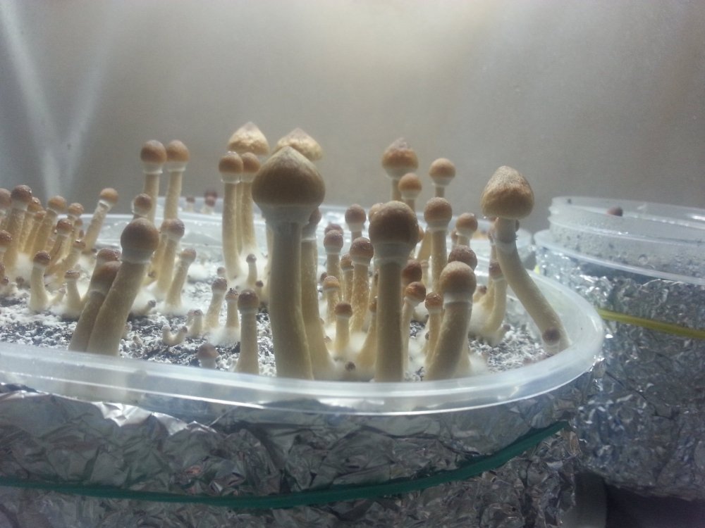 20180219_220906.thumb.jpg.6a61a05d33ebffc7fac517cb4edd9840.jpg
