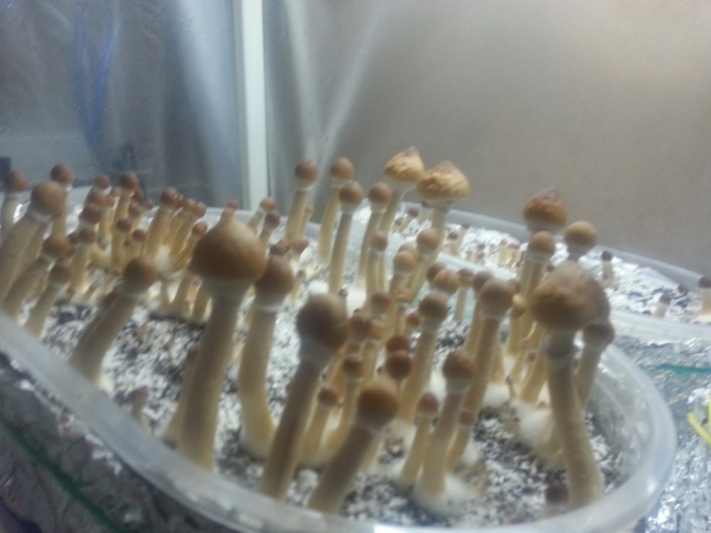20180219_220919.thumb.jpg.50a797114ebc54b3dca31df4337560e2.jpg