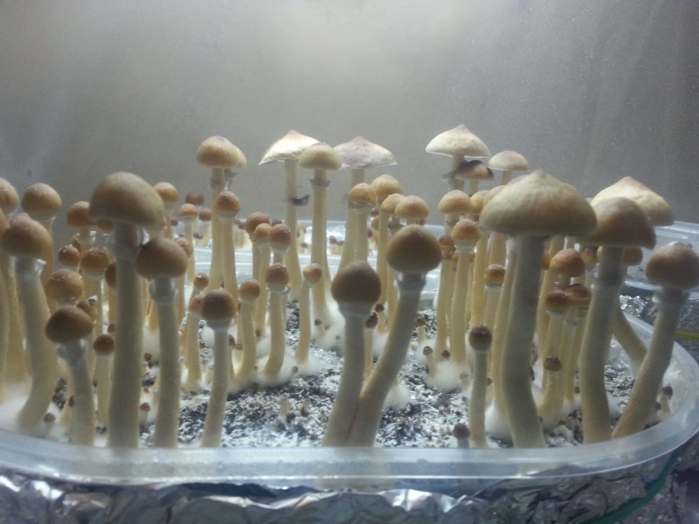 20180220_091127.thumb.jpg.234b302f1113ec324d7759bf1b618b2c.jpg