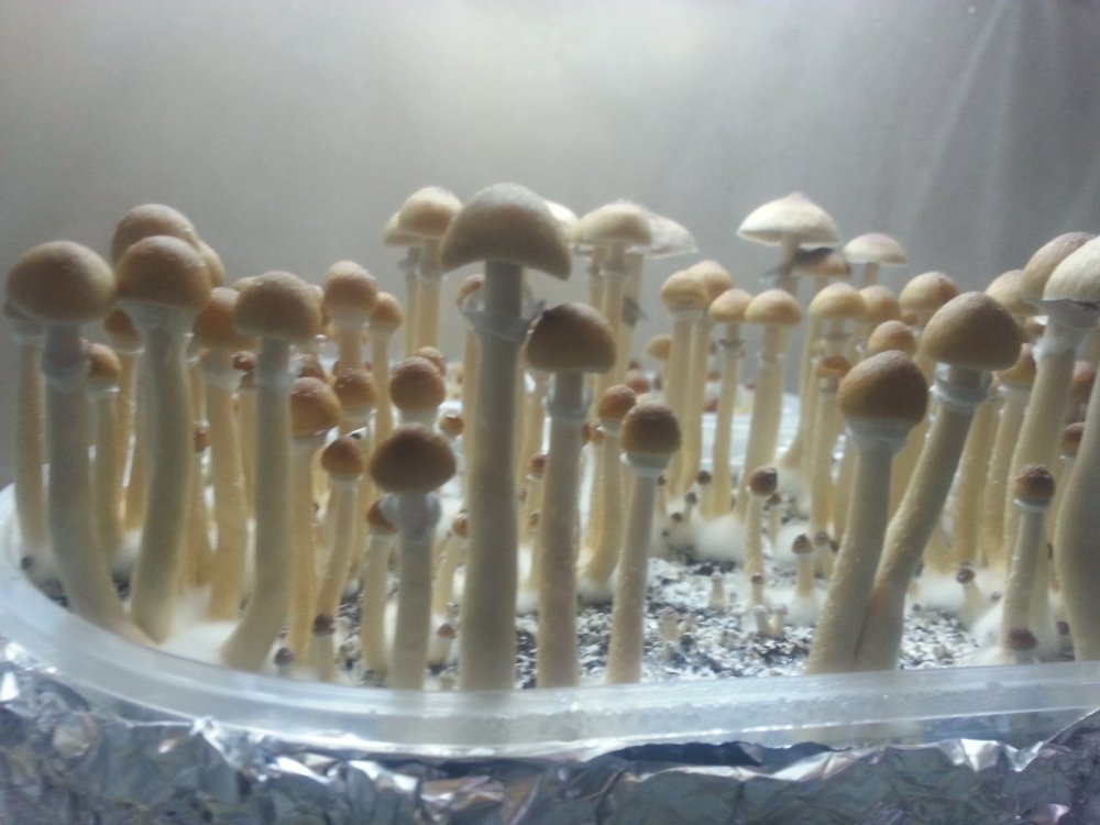 20180220_091133.thumb.jpg.2d9b03a6e4e3dbdfd5585cbdc7a7b703.jpg