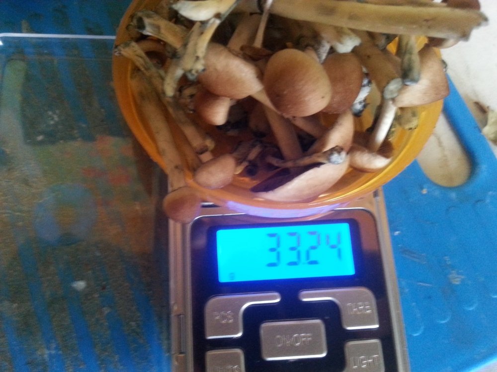 20180221_104607.thumb.jpg.3071303bcde4febefc2955b4be2d2fe9.jpg