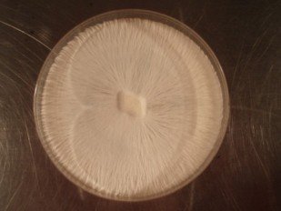 32-chahka.JPG