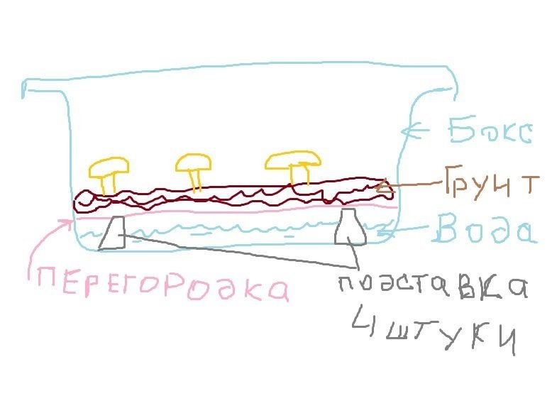 гриб.jpg