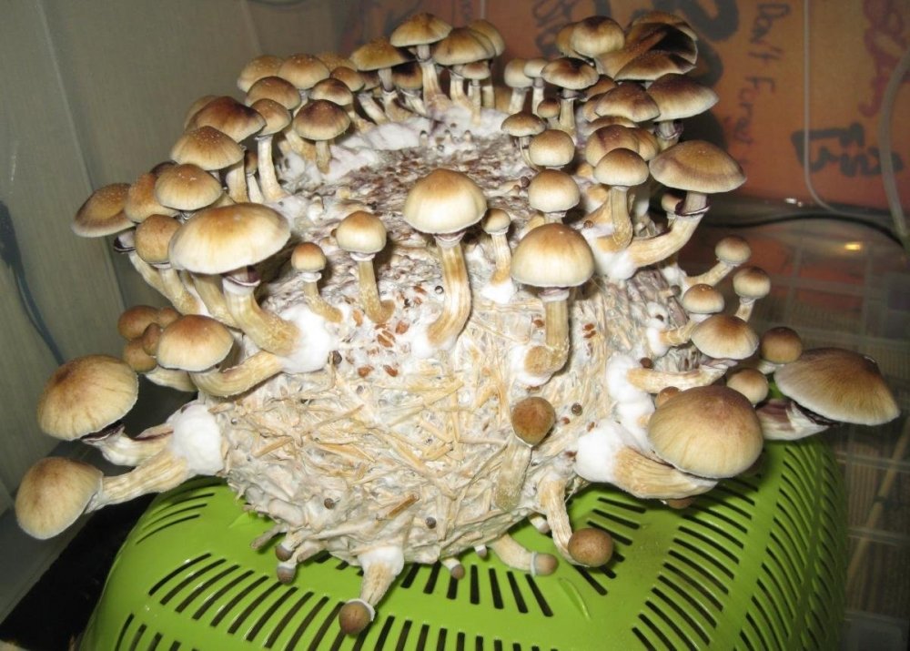 1 волна.jpg