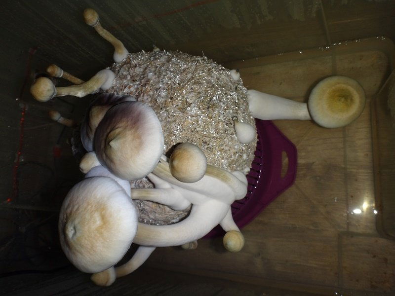 DSC03468.thumb.JPG.1d601fff04e5710ebe8517b2591fcff5.JPG
