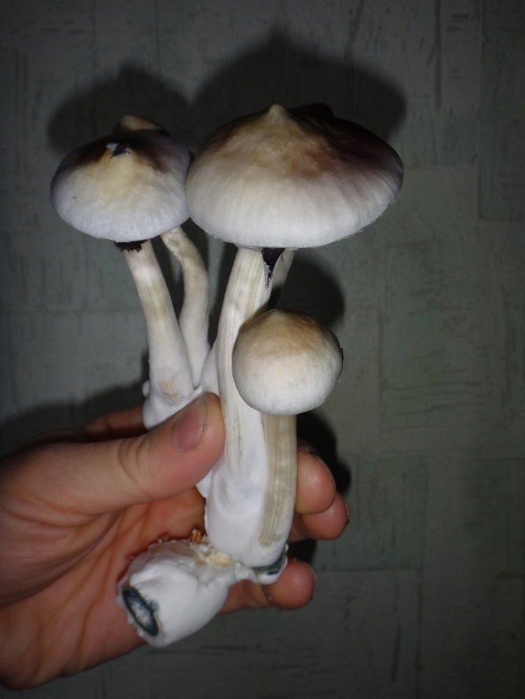 DSC03471.thumb.JPG.97889dc9d7f878e9ecacff63a5385bba.JPG