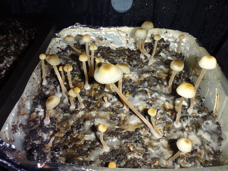 DSC03501.thumb.JPG.2faa57224346a6d976b250aabba13afa.JPG