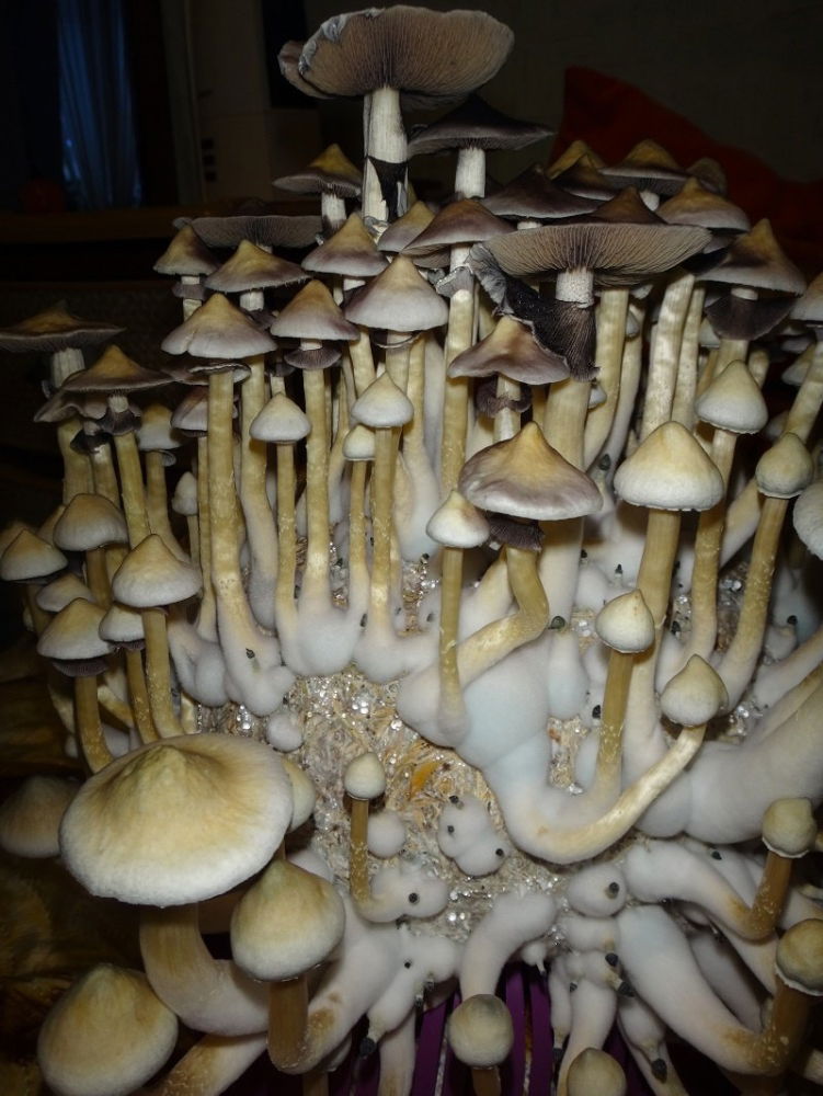 DSC03573.thumb.JPG.4460c070ee003630078a8df99bafa2f1.JPG