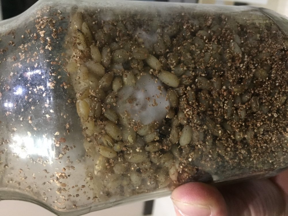 F6371F23-180F-4717-96E7-6BB1723B4ACB.thumb.jpeg.8deb862c514f1635249a9f4567fed1b4.jpeg