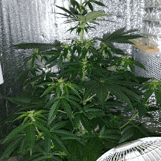 Gif_1518110240548.gif