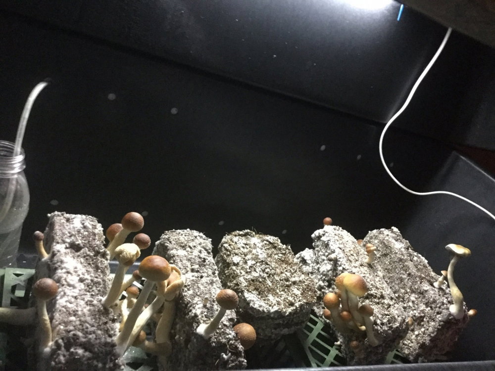 IMG_1702-14-02-18-11-02.thumb.JPG.3cc3771a40ce26906a51d621b59e2eee.JPG
