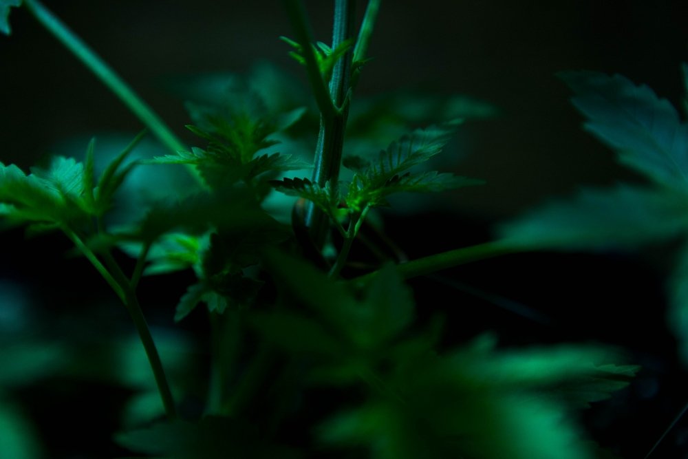 IMG_1958.thumb.jpg.a757e20bc2010f4051a224823d3778fd.jpg