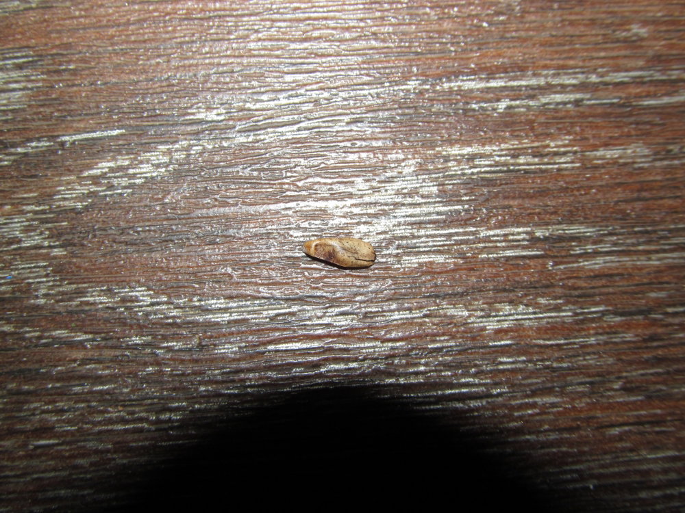 IMG_2457.thumb.JPG.a584ce0d9ae34c61acde52d96b15ab5c.JPG