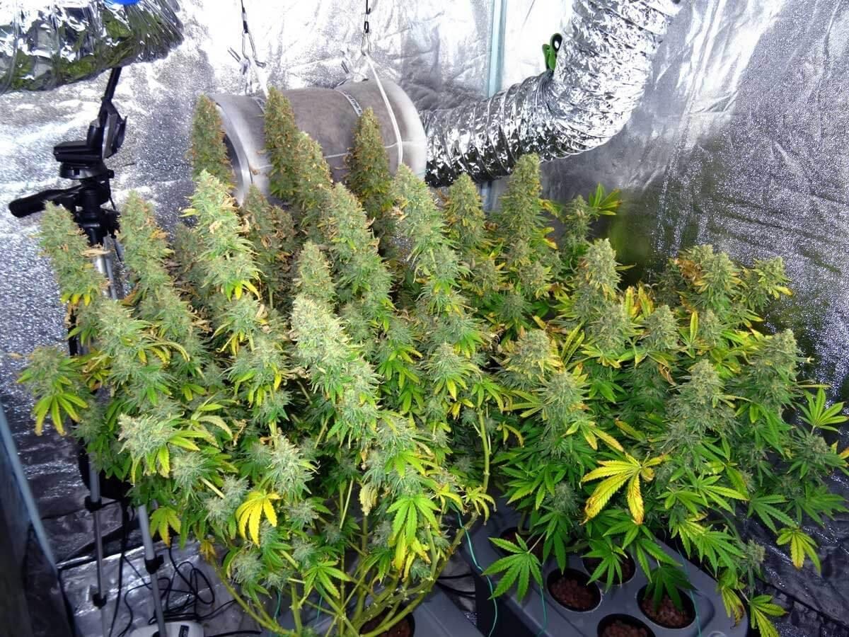 конопля и выращивание марихуаны условия для выращивания