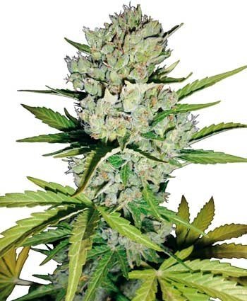 -Auto-Super-Skunk-feminised_enl.thumb.jpg.40ac8b5e4f785744358ad0bd959d5d42.jpg
