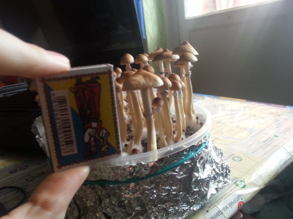 20180220_093945.thumb.jpg.76d475d1e45f693455c3e4d8fb98b3a6.jpg