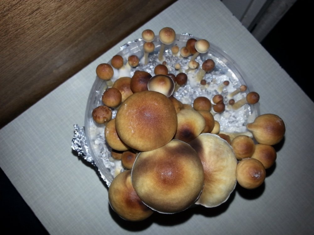 20180307_160040.thumb.jpg.40c9cf32fd8e4f4cc90a2f42624e19d5.jpg