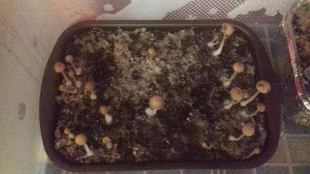 20180307_195101.jpg