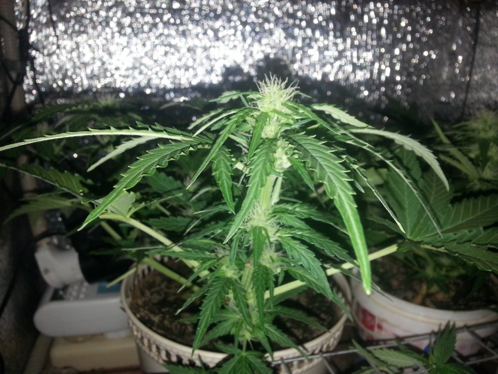 20180308_211029.thumb.jpg.e5cb72dba90628e0e28f69cdfc3ae77e.jpg
