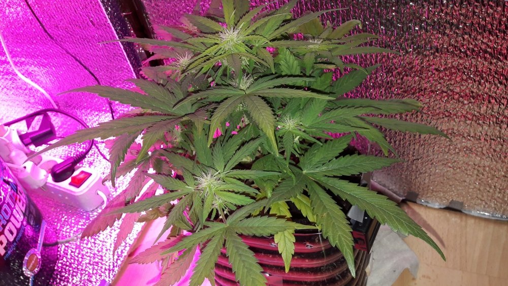20180318_110725.thumb.jpg.27493b3f36300d11c6f04ee66abd45e5.jpg
