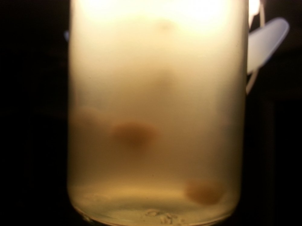 20180327_162904.thumb.jpg.60796399b3a3400f9096d3384342b612.jpg