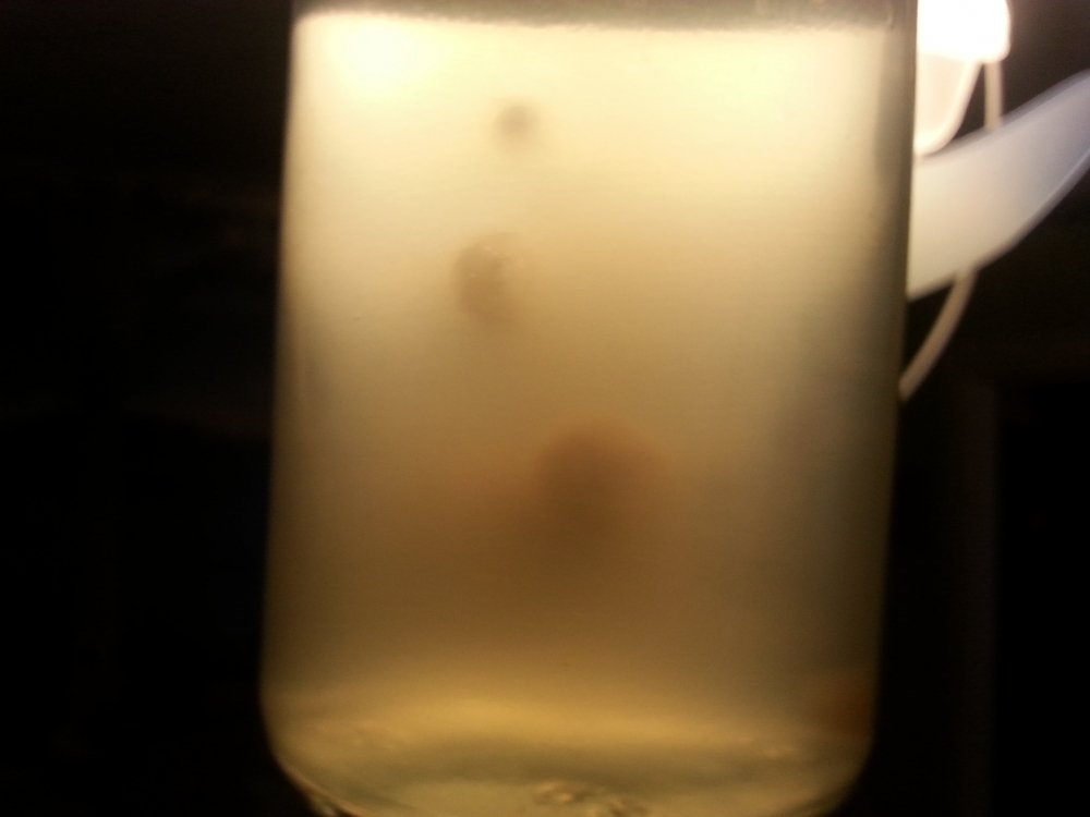 20180327_162906.thumb.jpg.74e70596188747dfa6ab5286b1bdf9e1.jpg