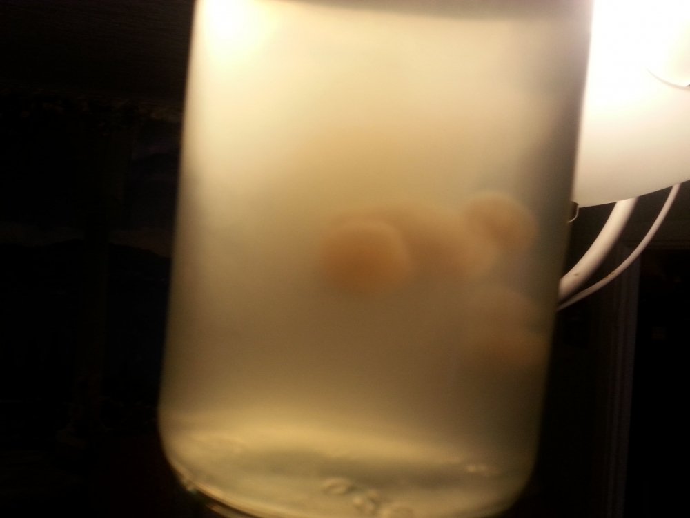 20180327_162914.thumb.jpg.797317fd1d09a508afd5690c6d7078bf.jpg