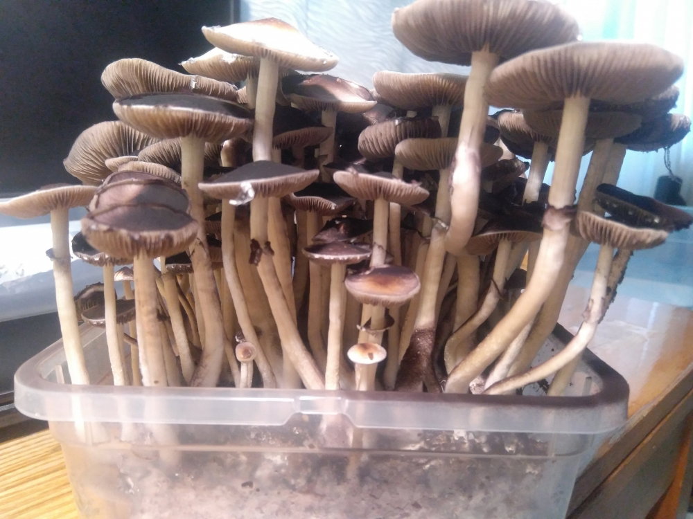 5a9ba3fbed3c1_2018-03-0408-58-55.thumb.JPG.0a2f00f4f62f9334b49683914b4e5192.JPG
