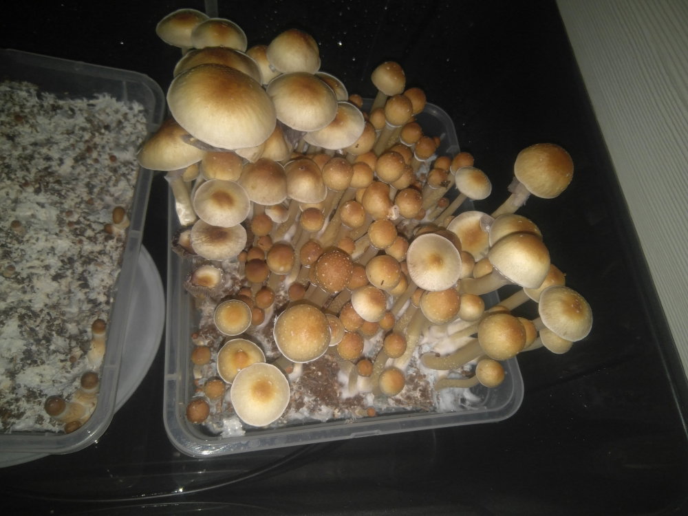 5a9ba40b52db5_2018-03-0305-48-34.thumb.JPG.4620586c282917607b2e7ba801d96a36.JPG