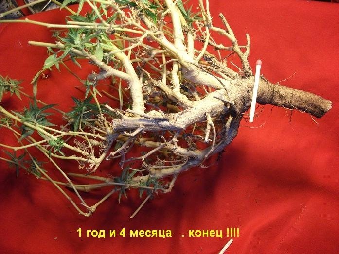 post-16209-011818800 1386360012.jpg