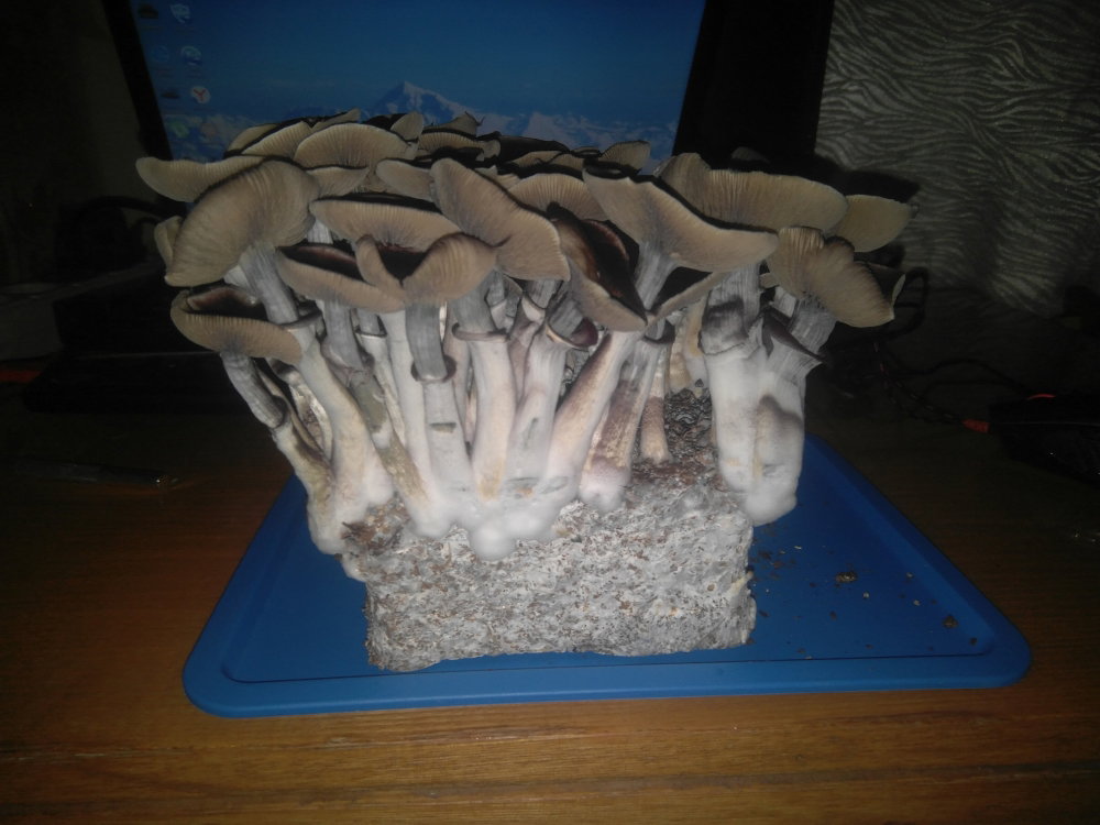 5aaeb959ca768_2018-03-0602-25-19.thumb.JPG.232e7c8ba46c7d30e972816c5d340b0a.JPG
