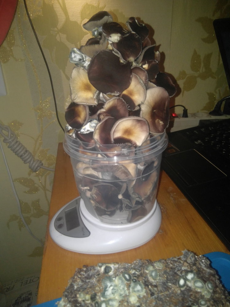 5aaeb96c15480_2018-03-0602-39-13.thumb.JPG.ab7f95ccece8919e5bc1fc02995ee554.JPG