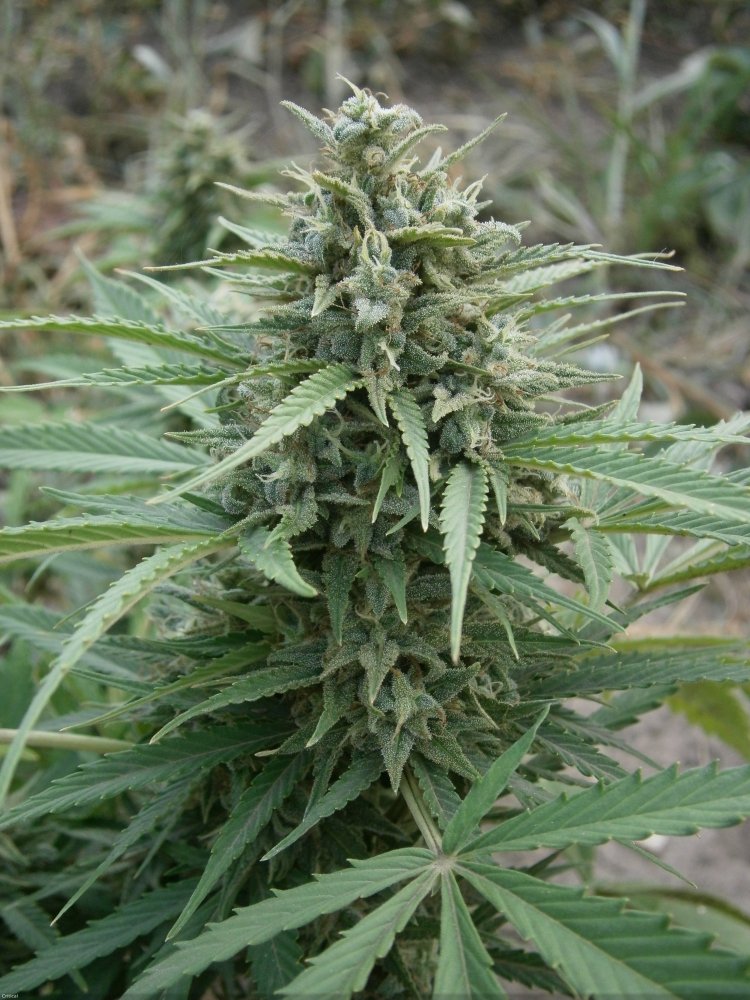 5ab3849ebfbba_autoCritical.thumb.jpg.bd58d3d8775f533a070cf22ed7ac938e.jpg