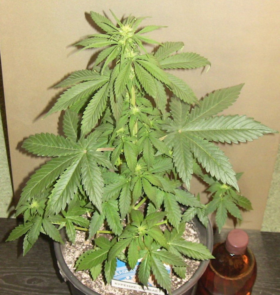 5ab5dd08705f9_35.thumb.JPG.3f45474e314bbb9acfce728babdaa370.JPG