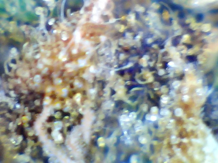5ab703438f0c5_Still0155720.thumb.jpg.4c48d2032f562e2616ea5cce1a6459c6.jpg