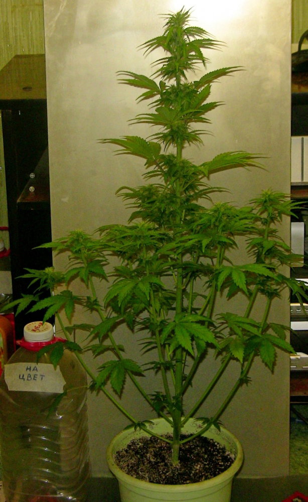 42 05.JPG