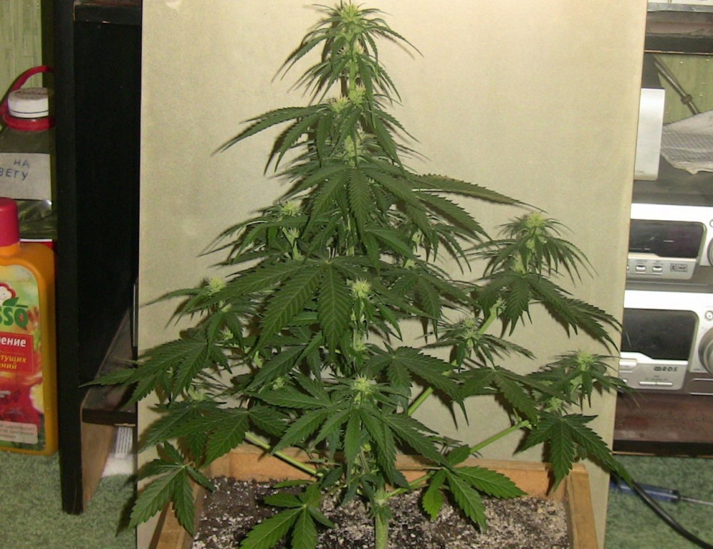 5abf8b5a460f1_4201.thumb.JPG.92f2f495ae4bed5d023ae578549ee7f2.JPG