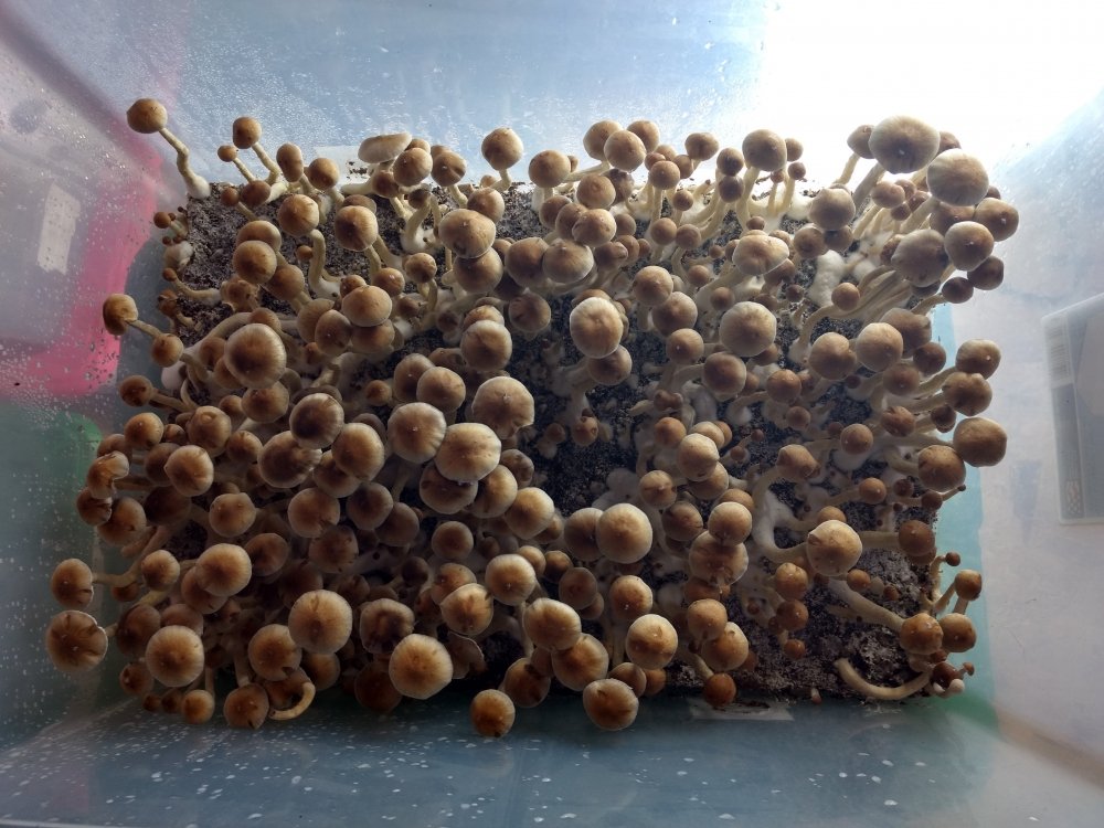 715446190-IMG_20180128_103614363_HDR.jpg
