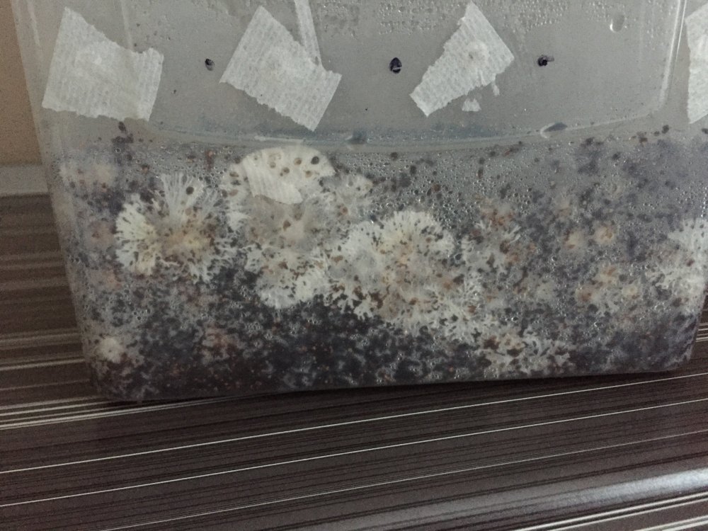 CEB555AE-3E91-4D36-AF32-F7DE37B69D26.jpeg