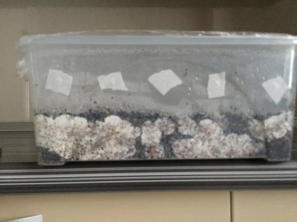D92DF648-CB5D-48FA-9A85-D99B9773BDDF.jpeg