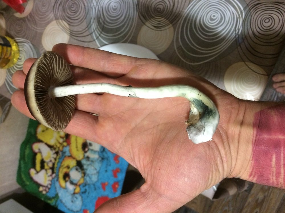 F5BA112C-7F07-474D-9DF0-91B1E39D4725.thumb.jpeg.33620de623c81de162832fa083177a0f.jpeg