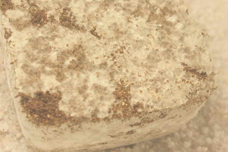 IMG_0484.JPG